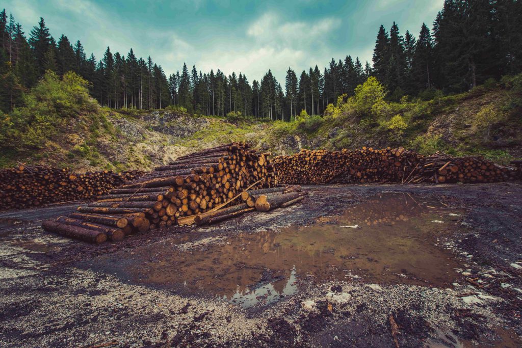 Log Pile In Woods